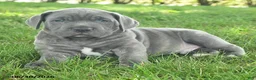 Cane Corso dogs for sale: Ringman - Ad 2