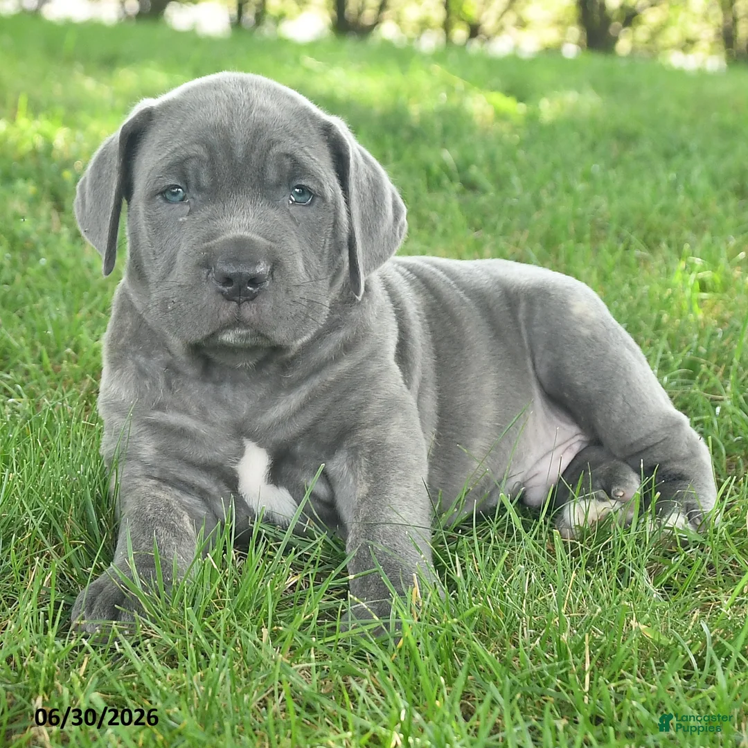 Cane Corso dogs for sale: Ringman - Ad 2