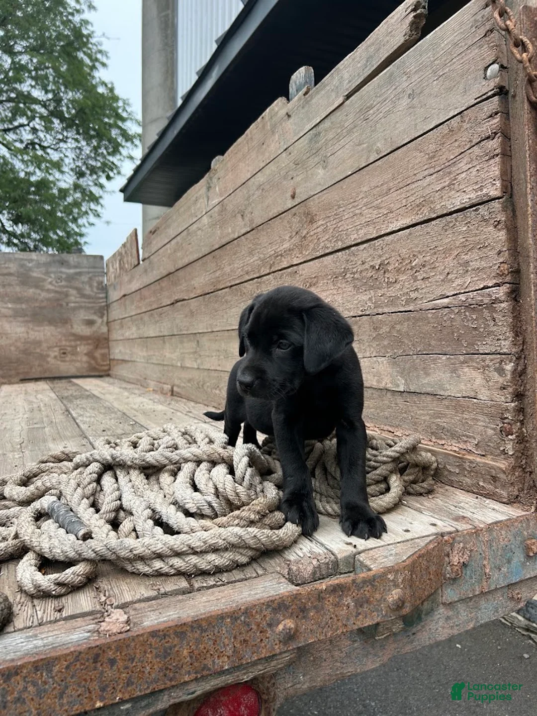 Mixed Breed dogs for sale: Midnight - Ad 3