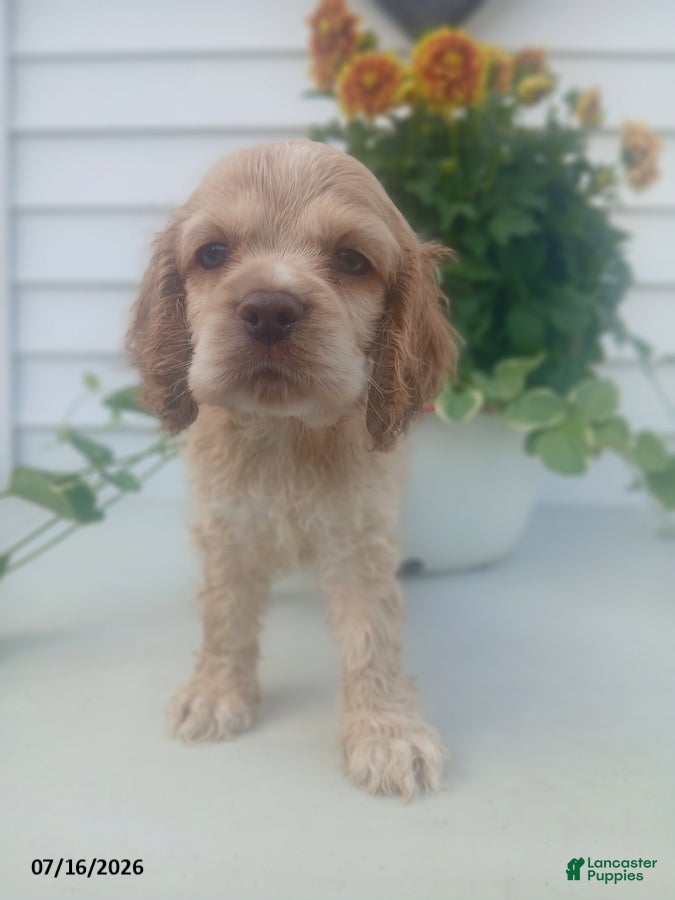 Cocker Spaniel dogs Tommy - Ad 1