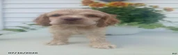 Cocker Spaniel dogs for sale: Tommy - Ad 1