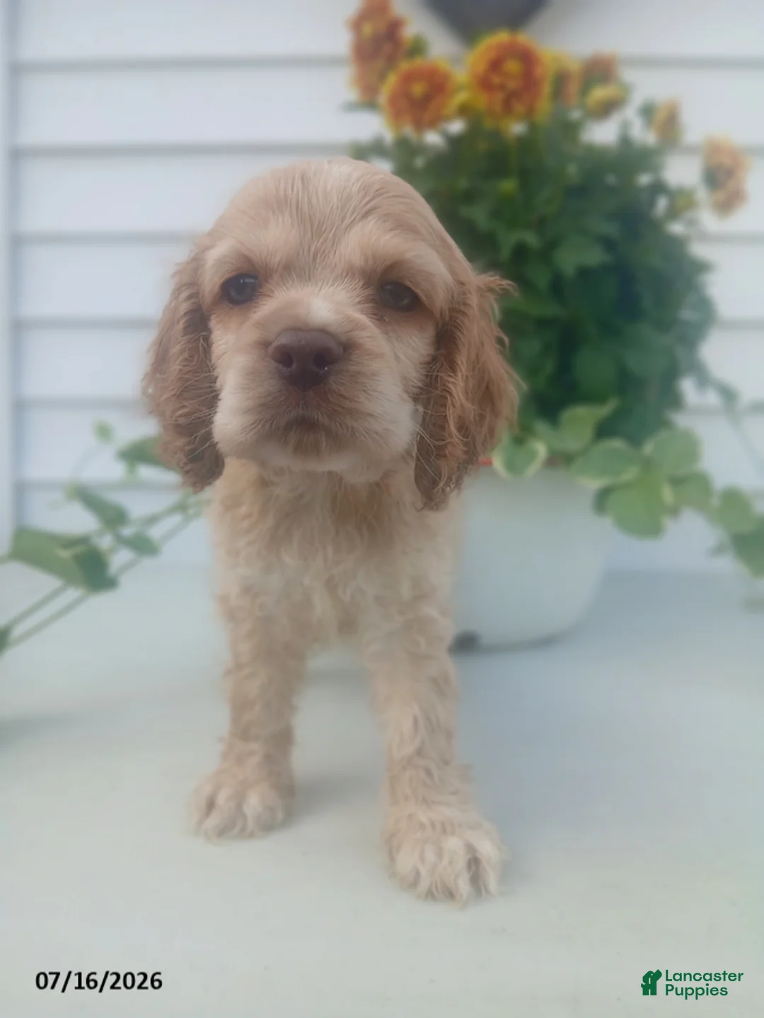 Cocker Spaniel dogs for sale: Tommy - Ad 1