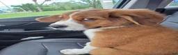 Mixed Breed dogs for sale: Marley - Ad 43