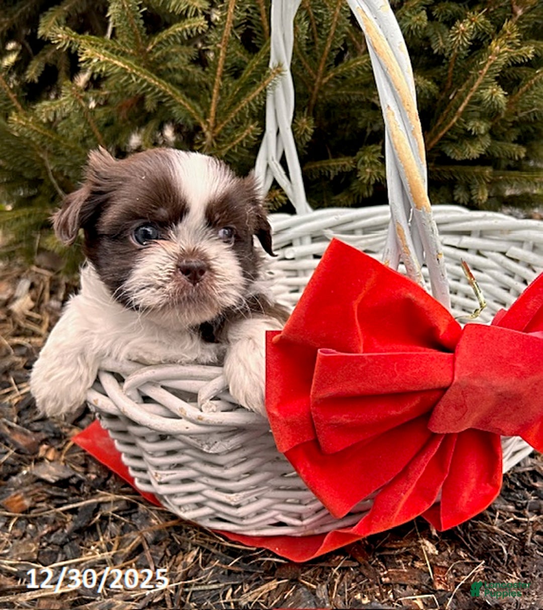 Shih Tzu dogs for sale: Baylee - Ad 2