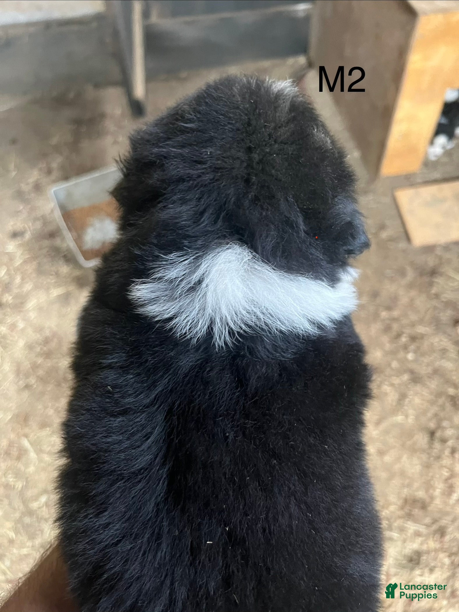 Bernese Mountain Dog dogs Bernese Mountain Dog m2 - Ad 2