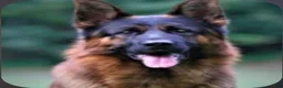 German Shepherd dogs for sale: Brown Boy - Ad 8