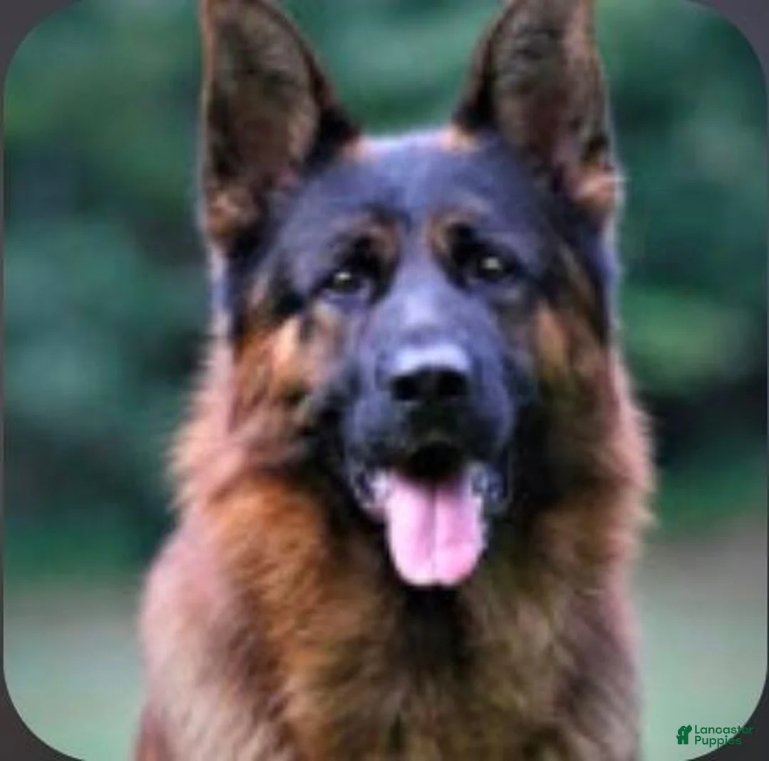German Shepherd dogs for sale: Brown Boy - Ad 8
