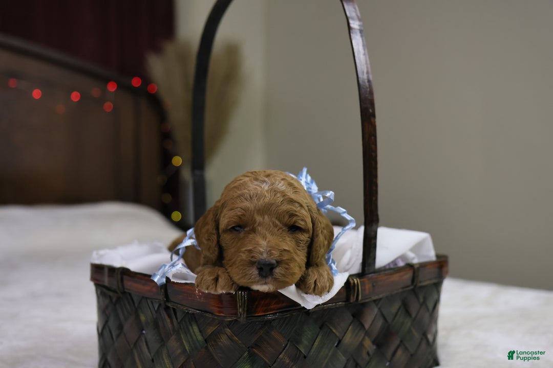 Goldendoodle dogs for sale: Sam - Ad 1