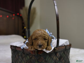 Goldendoodle dogs Sam - Ad 31