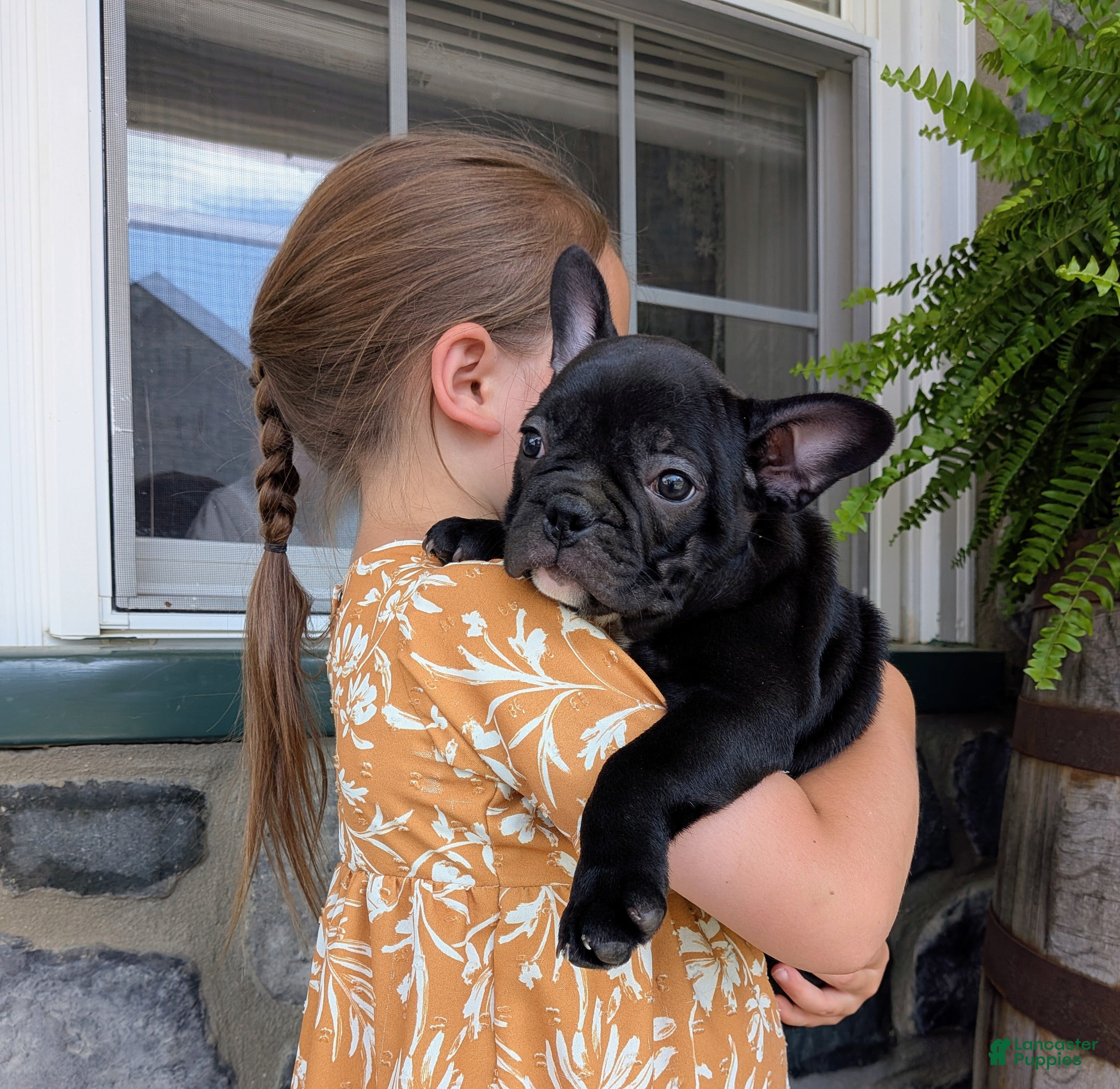 Frenchton dogs Frenchton Puppy 2 - Ad 1