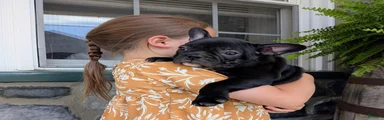 Frenchton Puppy 2