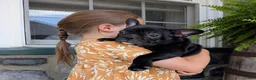 Frenchton dogs for sale: Frenchton Puppy 2 - Ad 1