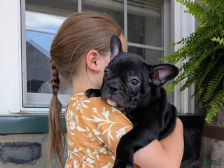 Frenchton dogs for sale: Frenchton Puppy 2 - Ad 3