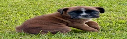 Boxer dogs for sale: REMINGTON - Ad 1