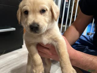 Mixed Breed dogs Mario - Ad 14