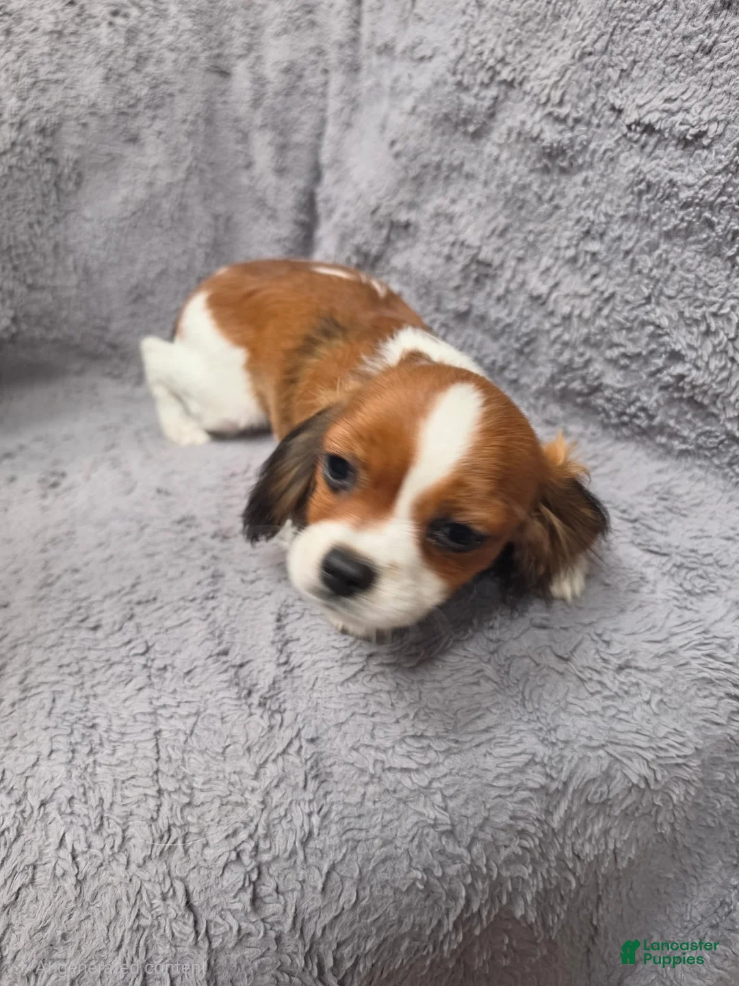 Cavalier King Charles Spaniel dogs for sale: Cavalier King Charles Spaniel 3 - Ad 10