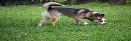 Pomsky dogs for sale: Presley - Small Girl - Ad 5