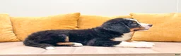 Bernese Mountain Dog dogs for sale: Boone - Ad 3