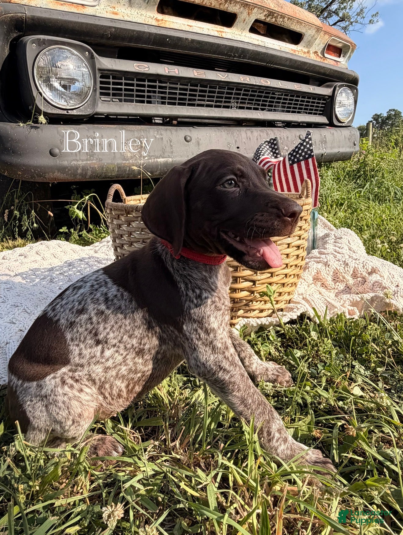 German Shorthaired Pointer dogs Brinley - Ad 1