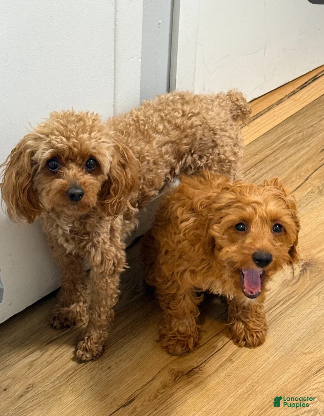 Cockapoo dogs for sale: Ranger - Ad 6