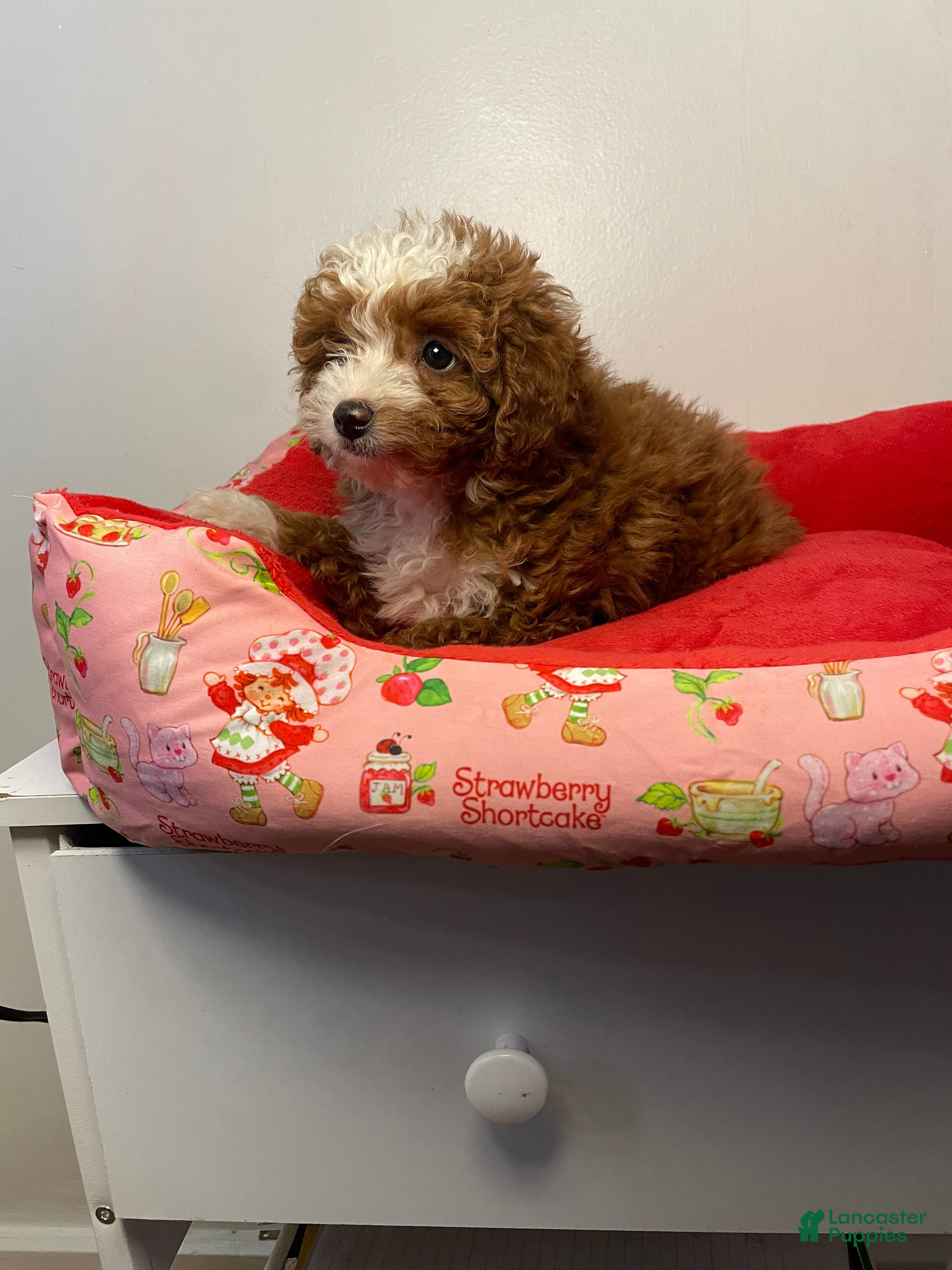 Toy Poodle dogs Daisy  - Ad 1