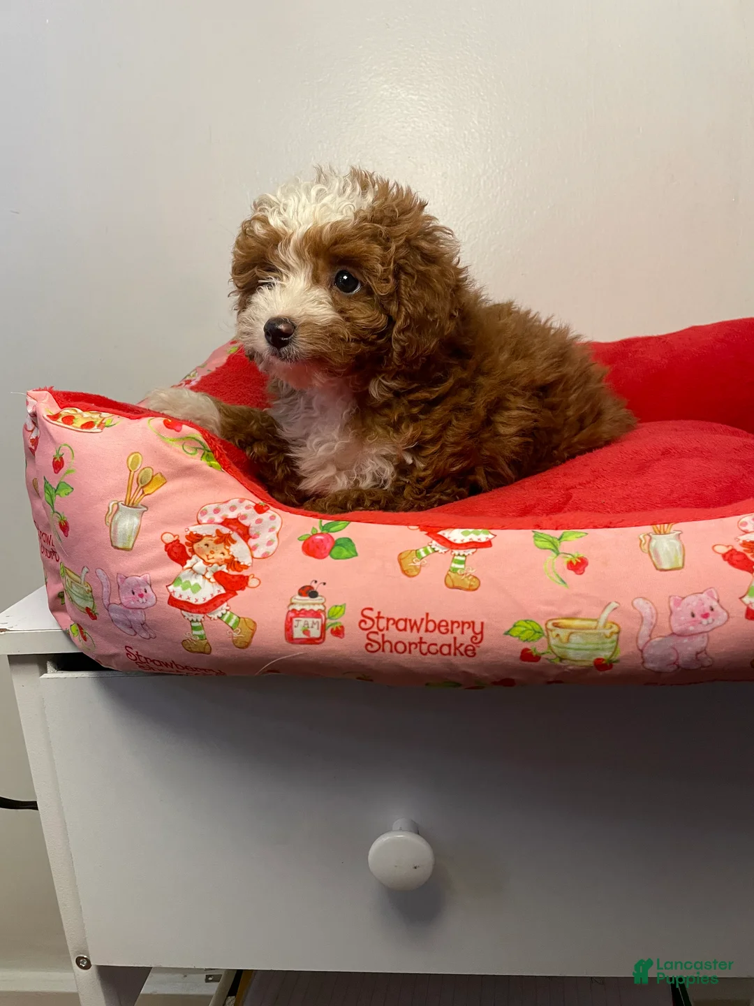 Toy Poodle dogs for sale: Daisy  - Ad 1