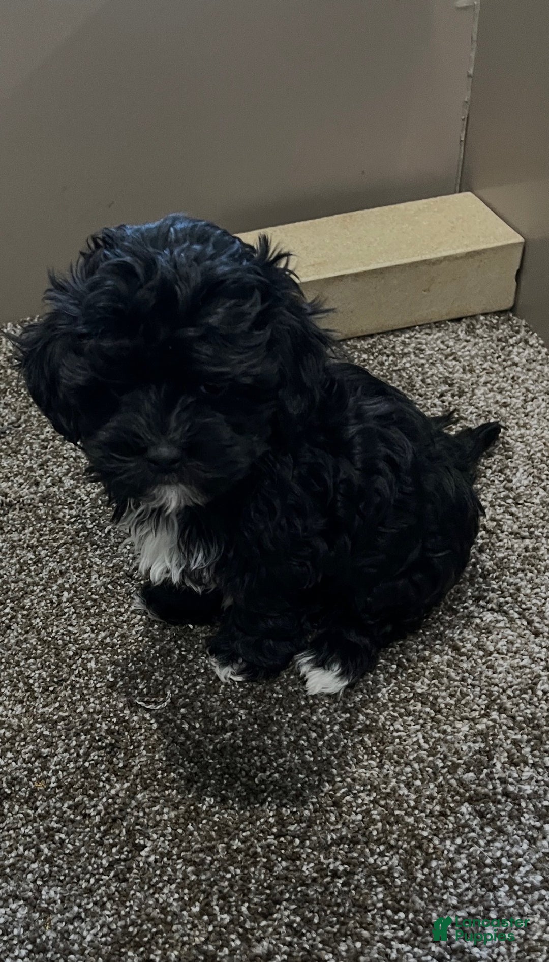 Shihpoo dogs for sale: Micky - Ad 1