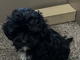 Shihpoo dogs Micky - Ad 41