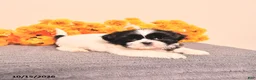 Shih Tzu dogs for sale: Layla - Ad 3