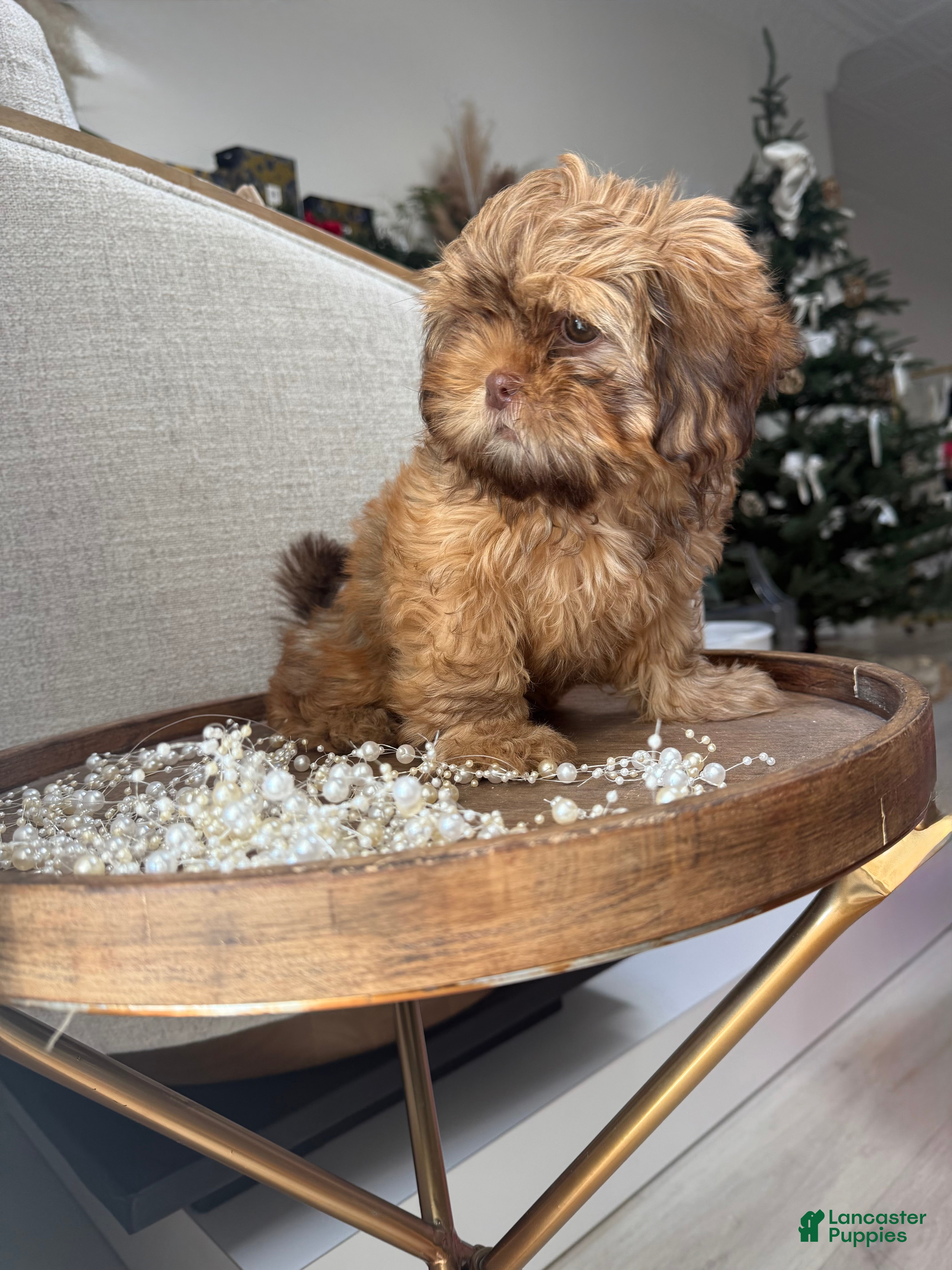 Shih Tzu dogs Cinnamon  - Ad 19