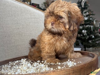 Shih Tzu dogs Cinnamon - Ad 4