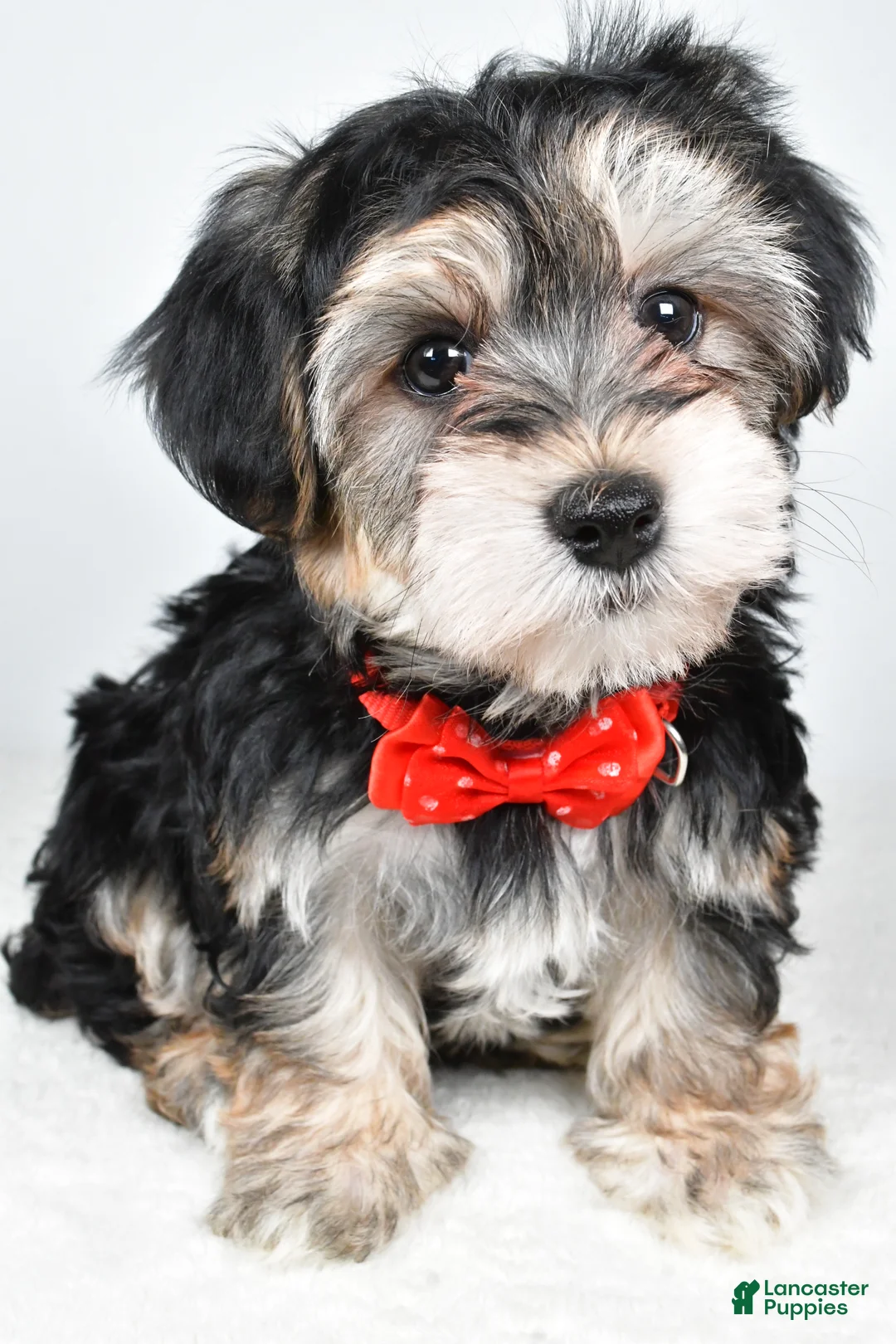 Morkie dogs for sale: Ronnie - Ad 8