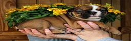Olde English Bulldogge dogs for sale: Ridge - Ad 3