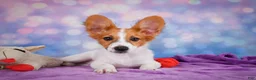 Papillon dogs for sale: Ace - Ad 3