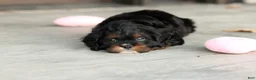 Cavapoo dogs for sale: Ash - Ad 3