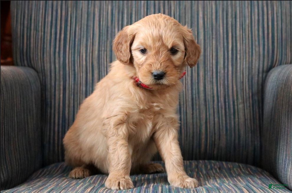 Goldendoodle dogs Goldendoodle Puppy 4 - Ad 29