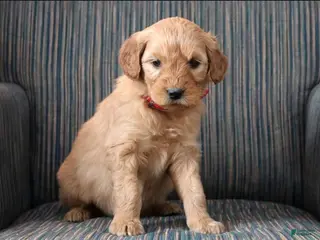 Goldendoodle dogs Goldendoodle Puppy 4 - Ad 29