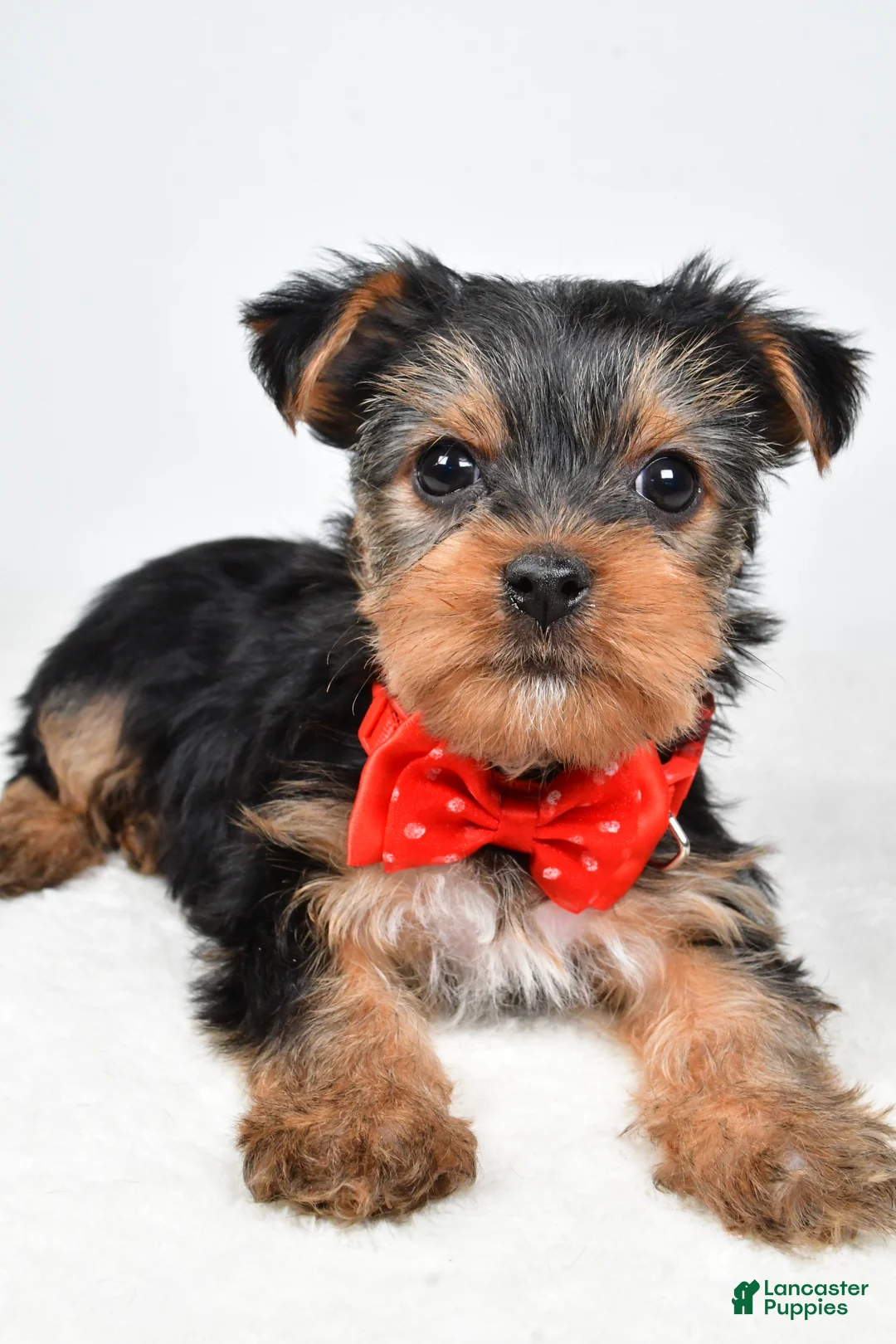 Yorkshire Terrier dogs for sale: Tommy - Ad 4