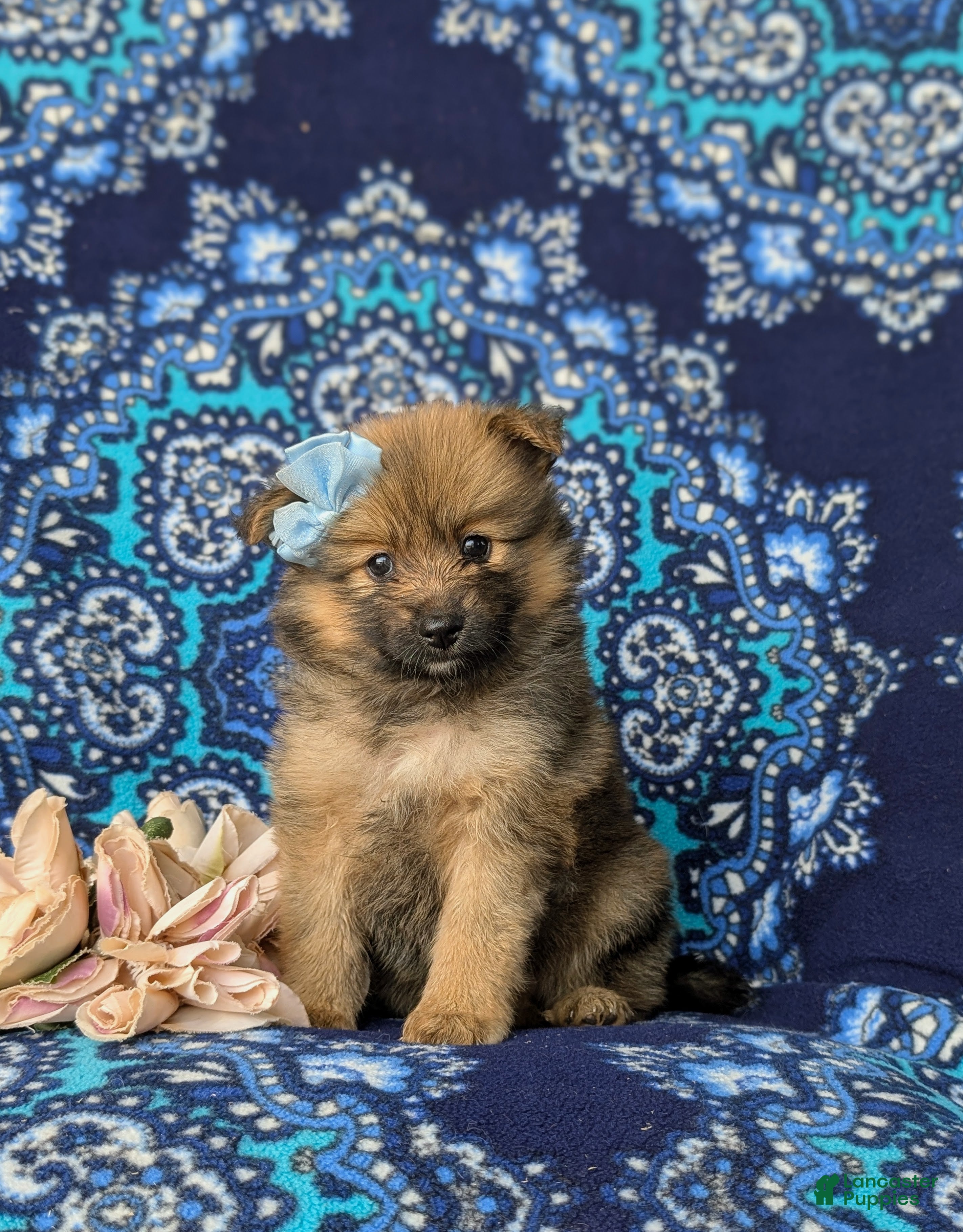 Pomeranian dogs Breanne - Ad 2