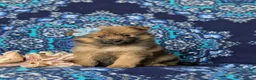 Pomeranian dogs for sale: Breanne - Ad 2