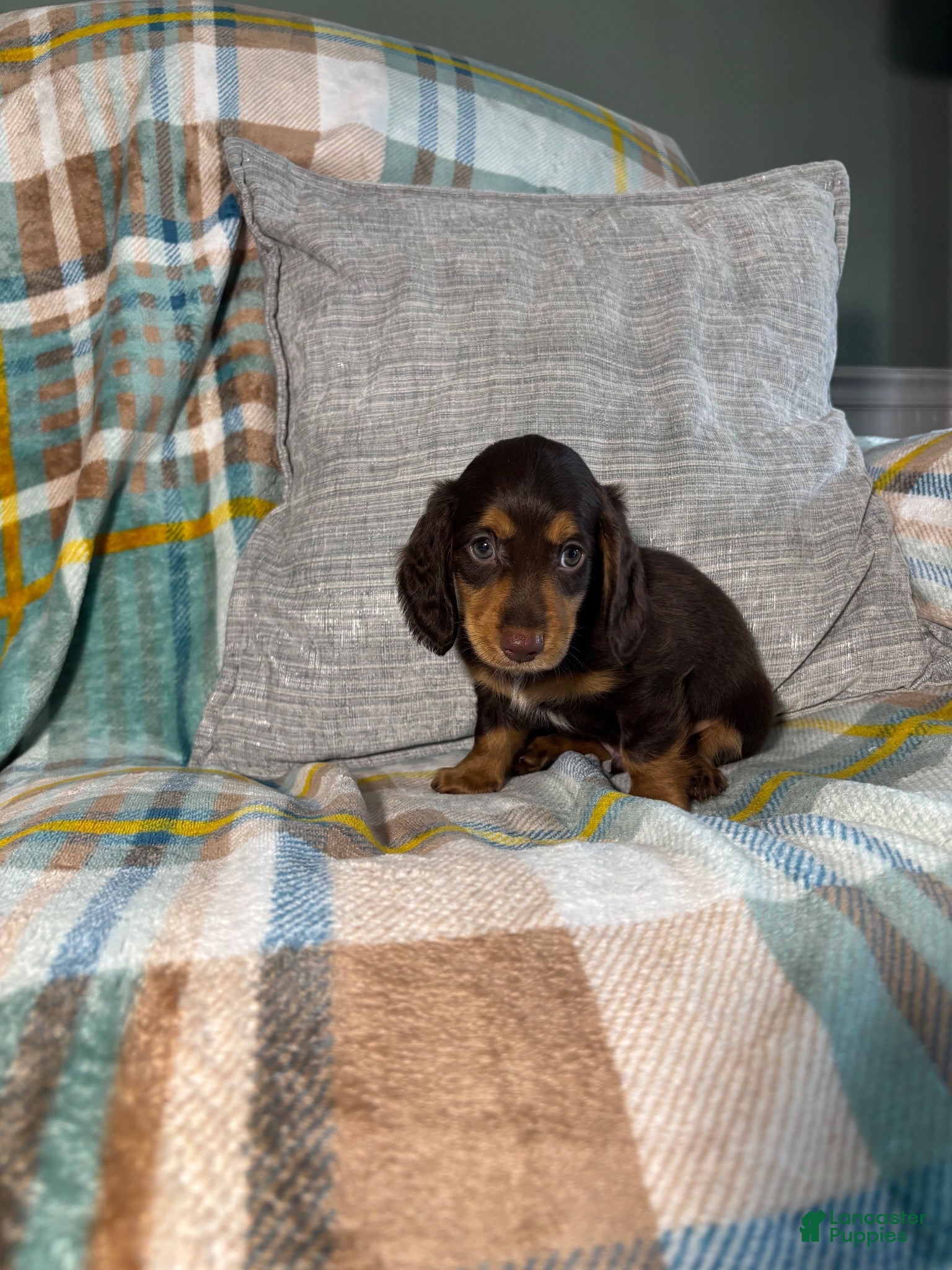 Miniature Dachshund dogs Jasper - Ad 2