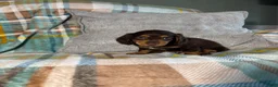 Miniature Dachshund dogs for sale: Jasper - Ad 2
