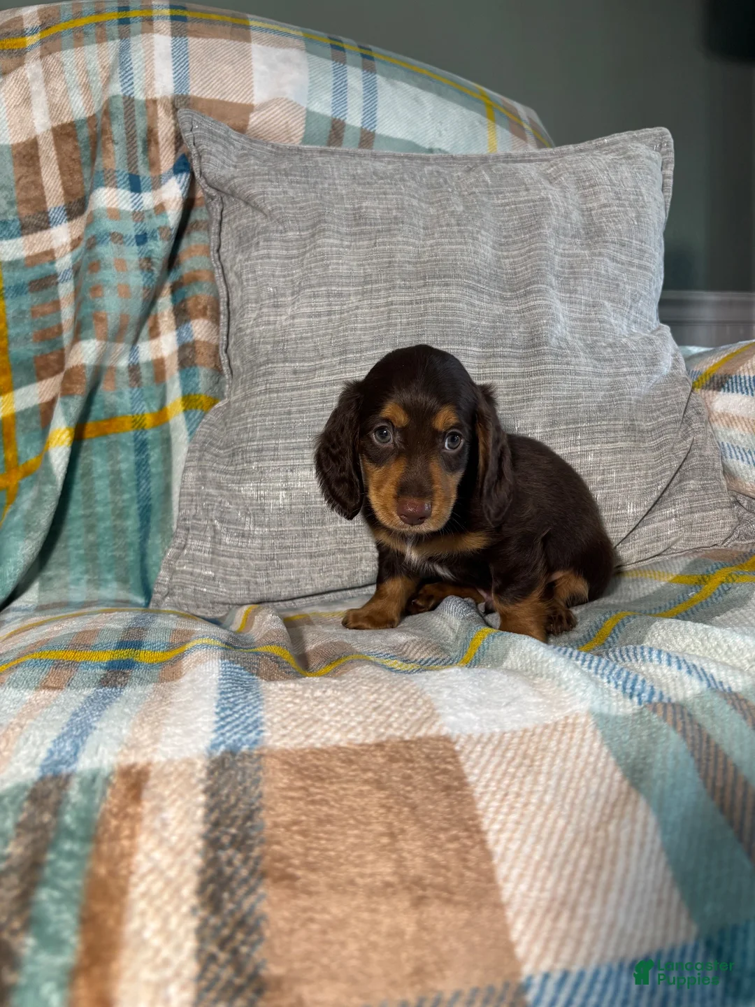Miniature Dachshund dogs for sale: Jasper - Ad 2
