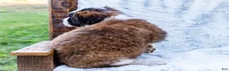 Saint Bernard dogs for sale: Jody - Ad 4