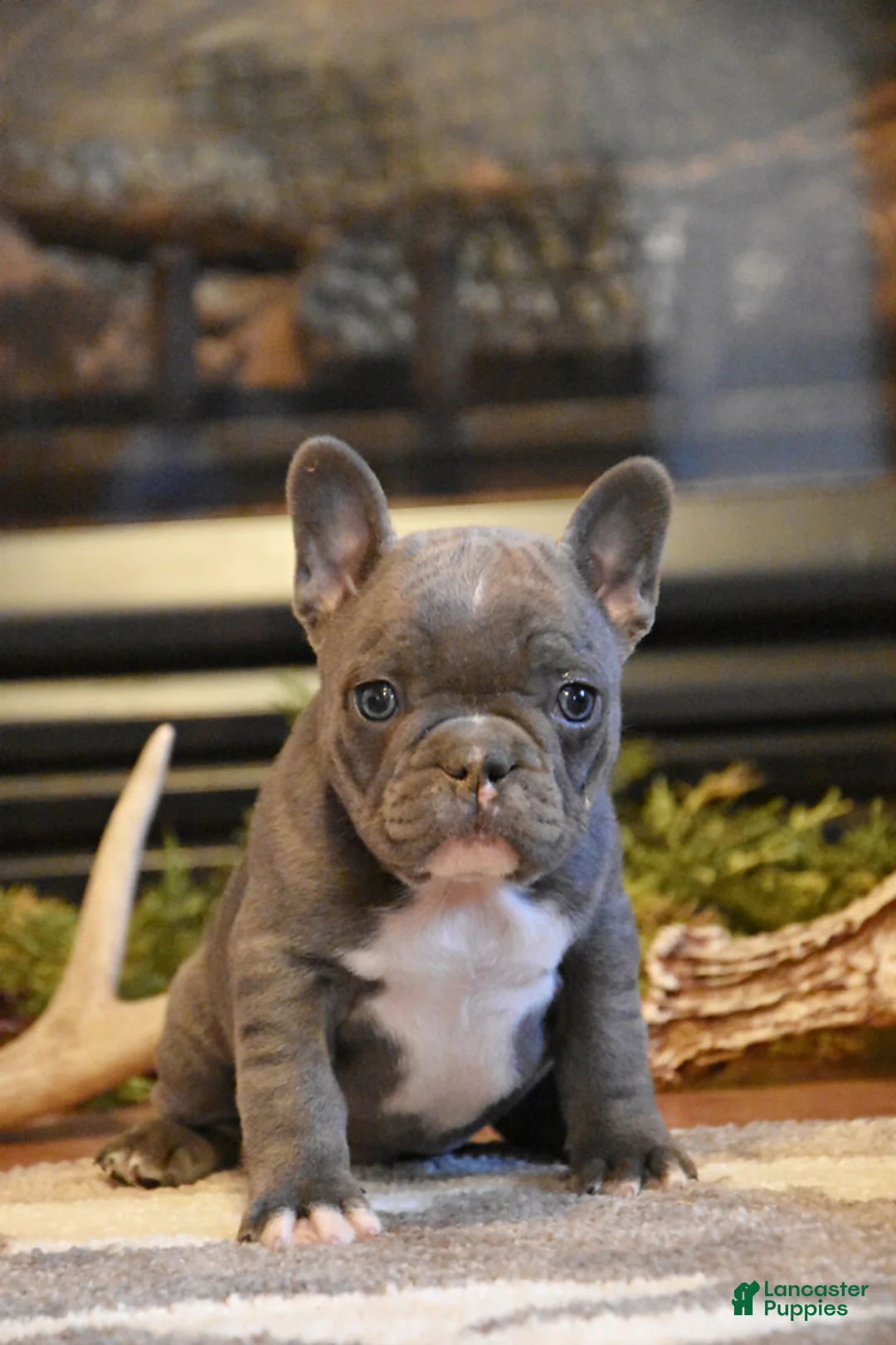 French Bulldog dogs for sale: Pansy - Ad 1