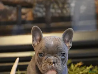 French Bulldog dogs for sale: Pansy - Ad 1