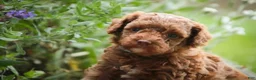 Miniature Poodle dogs for sale: Zena - Ad 4