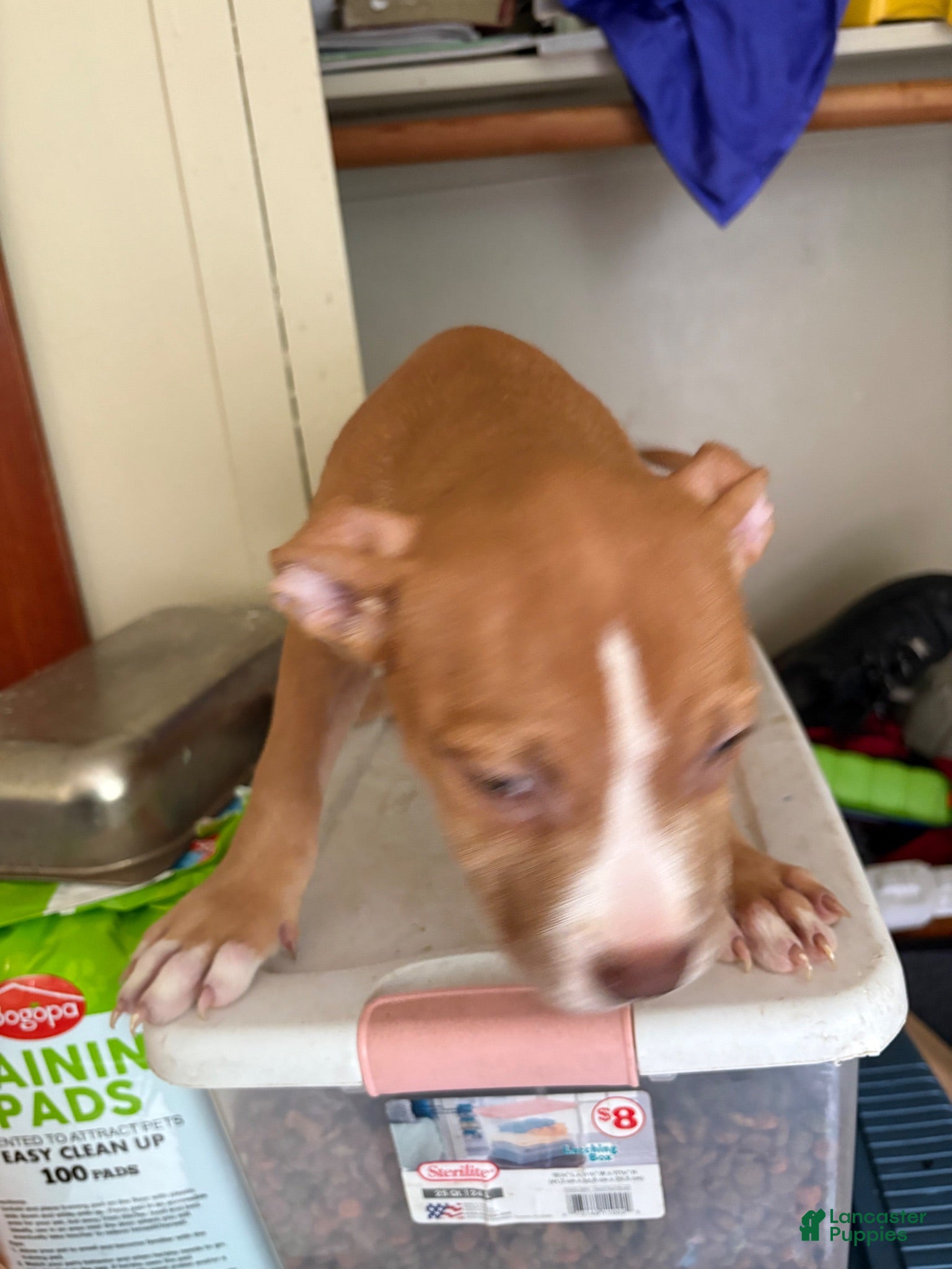 American Pit Bull Terrier dogs Misty - Ad 2
