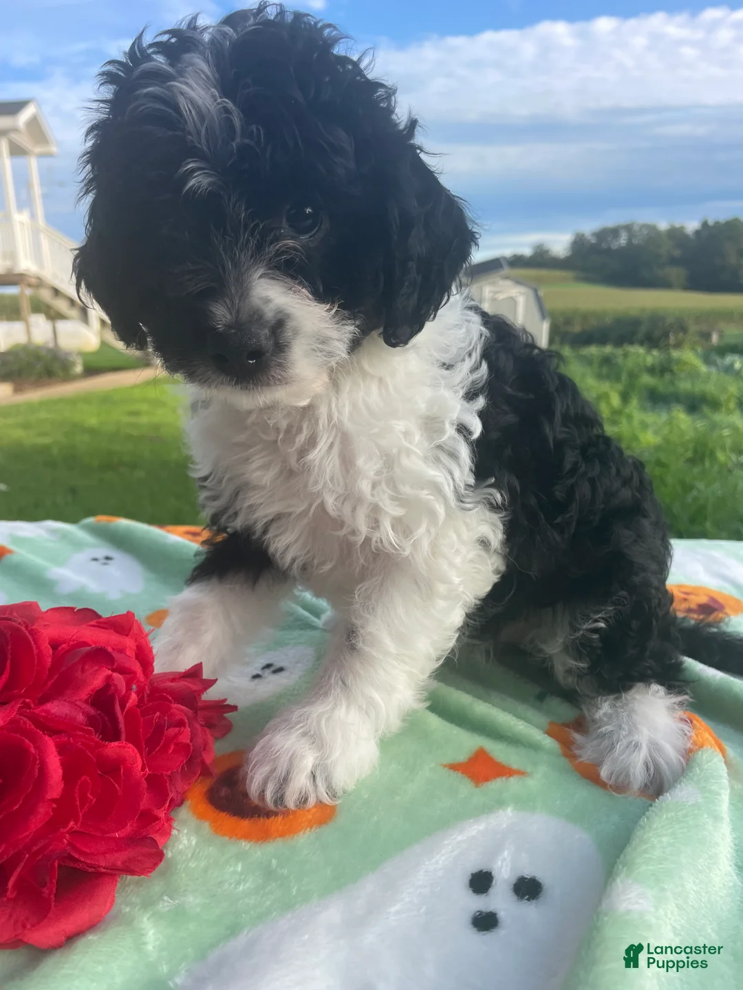 Miniature Poodle dogs for sale: Cookie - Ad 2
