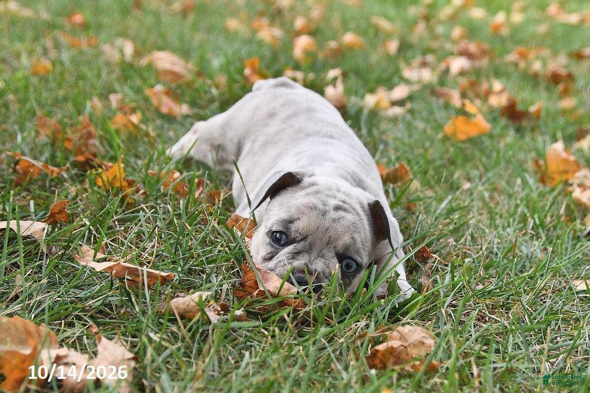 Frenchton dogs Pluto - Ad 2